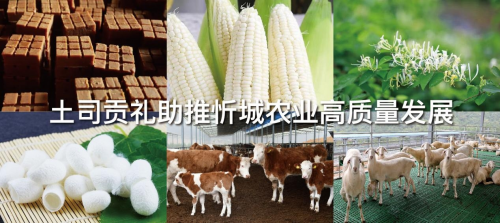 粤桂协作助力广西忻城打造“土司贡礼”农创品牌新名片！